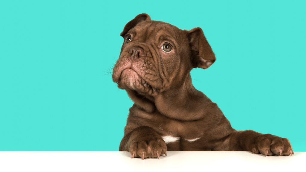 pet clinic in dehradun