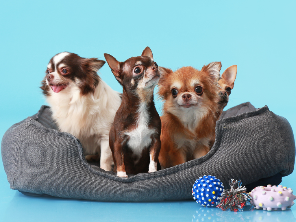 pet clinic Haridwar