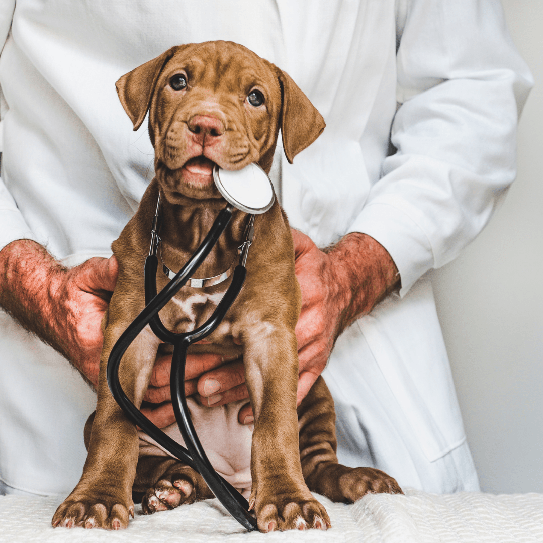 Pet Clinic in Saharanpur