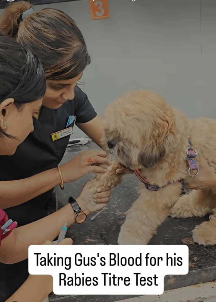 Pet Dentist Dehradun