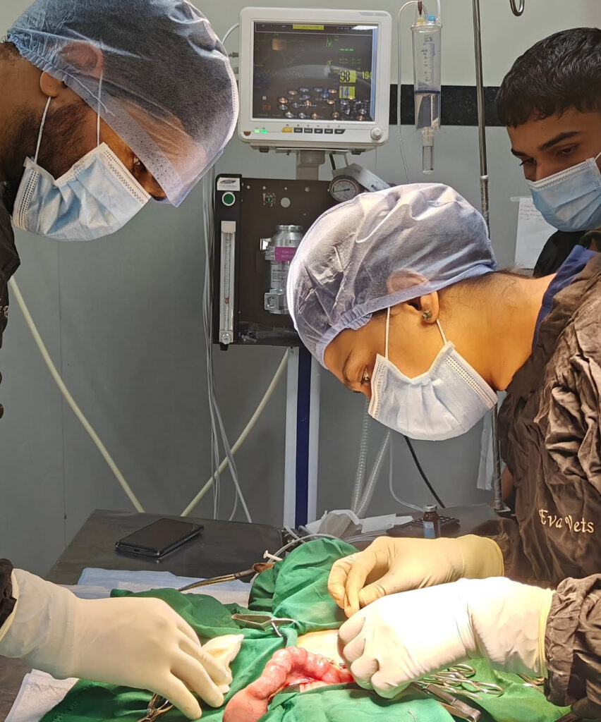 Pet Surgeon in Haridwar