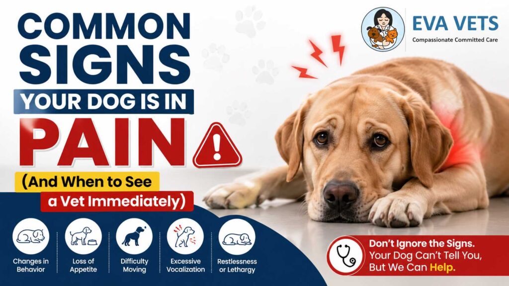 Common Signs Your Dog Is in Pain