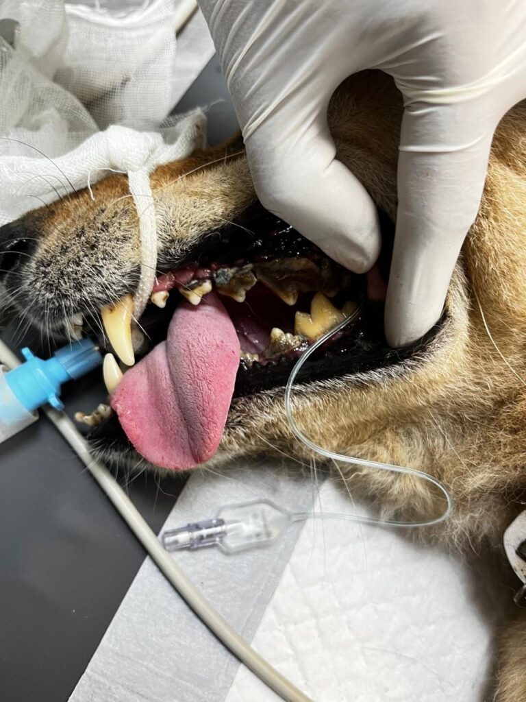 Dental Scaling for Pets in Dehradun