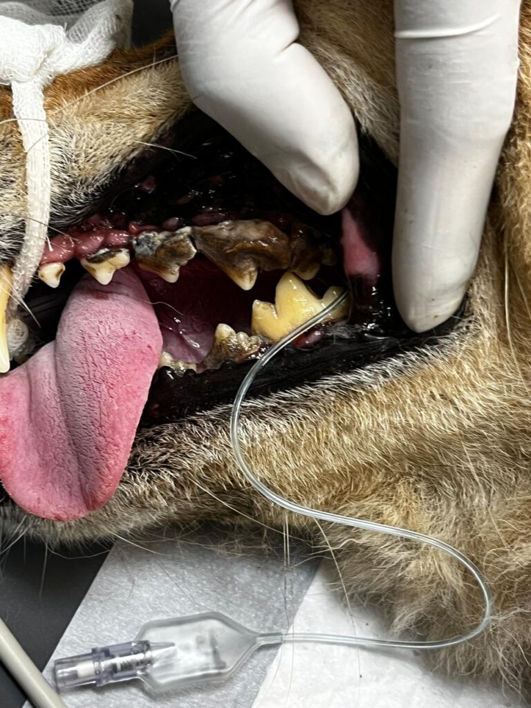 Dental Scaling for Pets in Dehradun